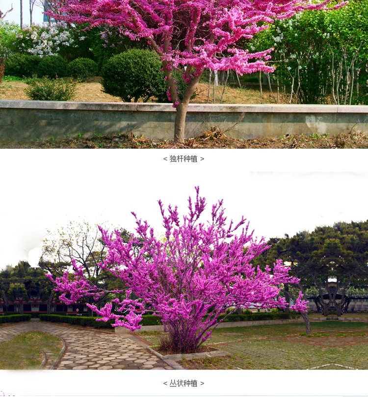 紫荊花苗庭院耐寒室外花卉植物南方北方別墅花園綠化苗木紫荊樹苗 獨