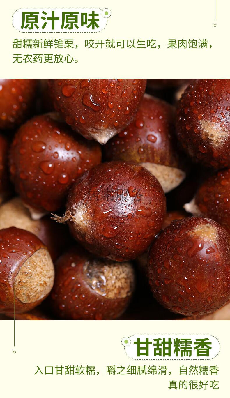 【现摘现发】2022年新货建瓯新鲜锥栗板栗生新鲜野生油栗子高山农家现