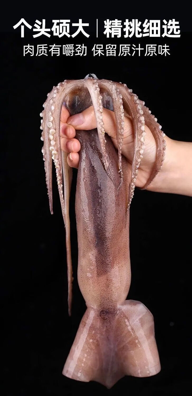 超大鱿鱼鲜活海捕冷冻水产新鲜鱿鱼大鱿鱼尤鱼整只5斤装现捕现发净重