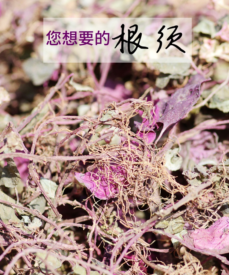 有仁福建正宗野生风柜斗草风骨草风鼓草风谷草250克中药材楮头红