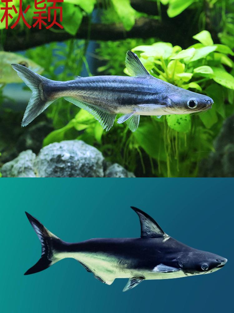 秋颖成吉思汗鲨白化虎鲨大白鲨淡水鲨鱼中大型凶猛观赏鱼热带鱼好养鱼