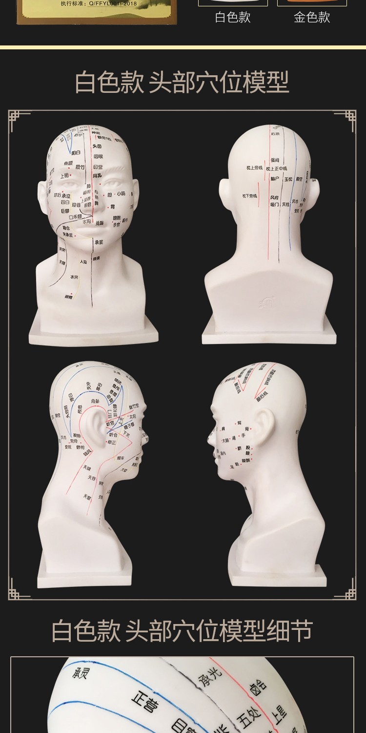 丰帆头部模型30cm白色金色模型中医人体针灸穴位头部模型