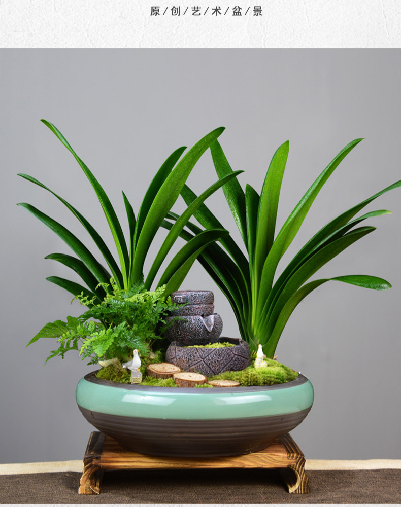 青居君子兰大型艺术组合盆景 2斑鸠 大鸡翅木 带盆栽好【图片 价格