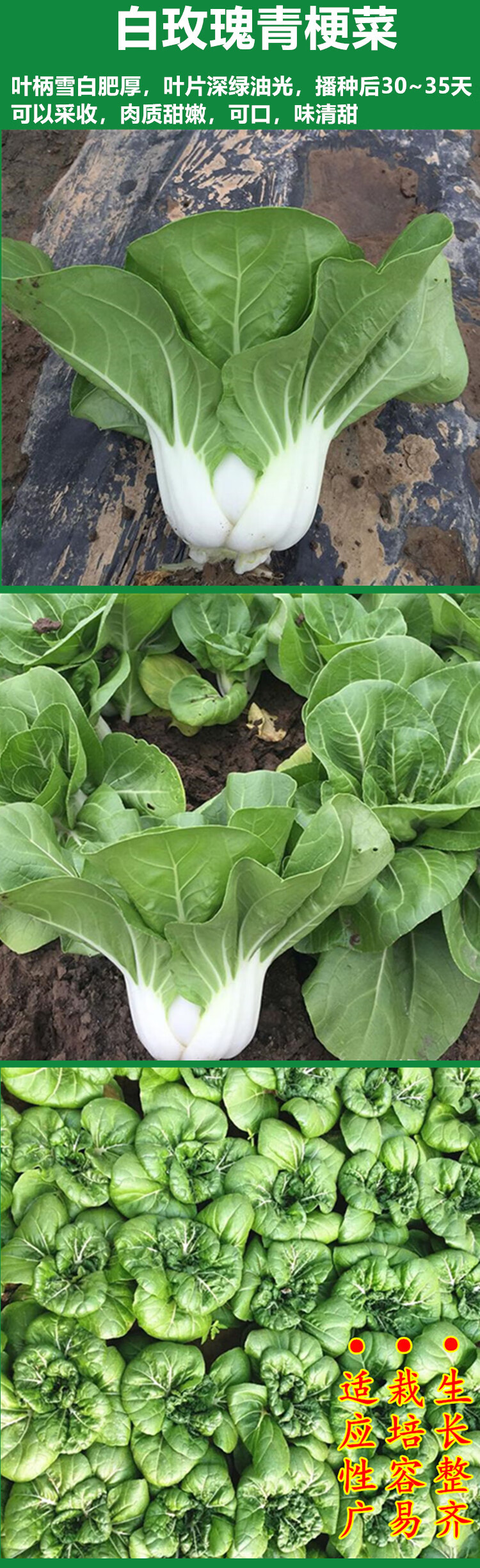 白玫瑰小白菜种子奶白菜青梗菜农家菜种秋冬四季阳台盆栽蔬菜种孑 白