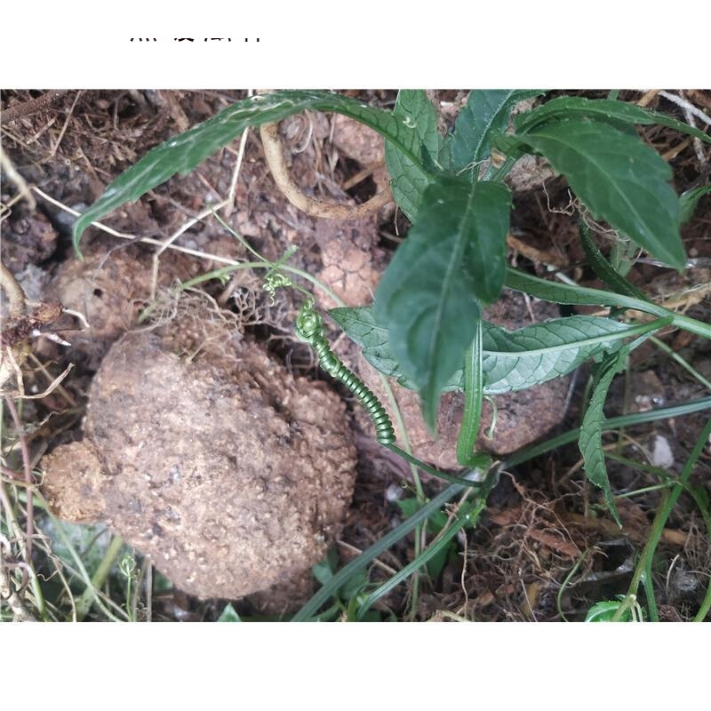 贵州蛇莲 雪胆曲莲罗锅底 金龟莲金腰莲苦金盆500克【图片 价格 品牌