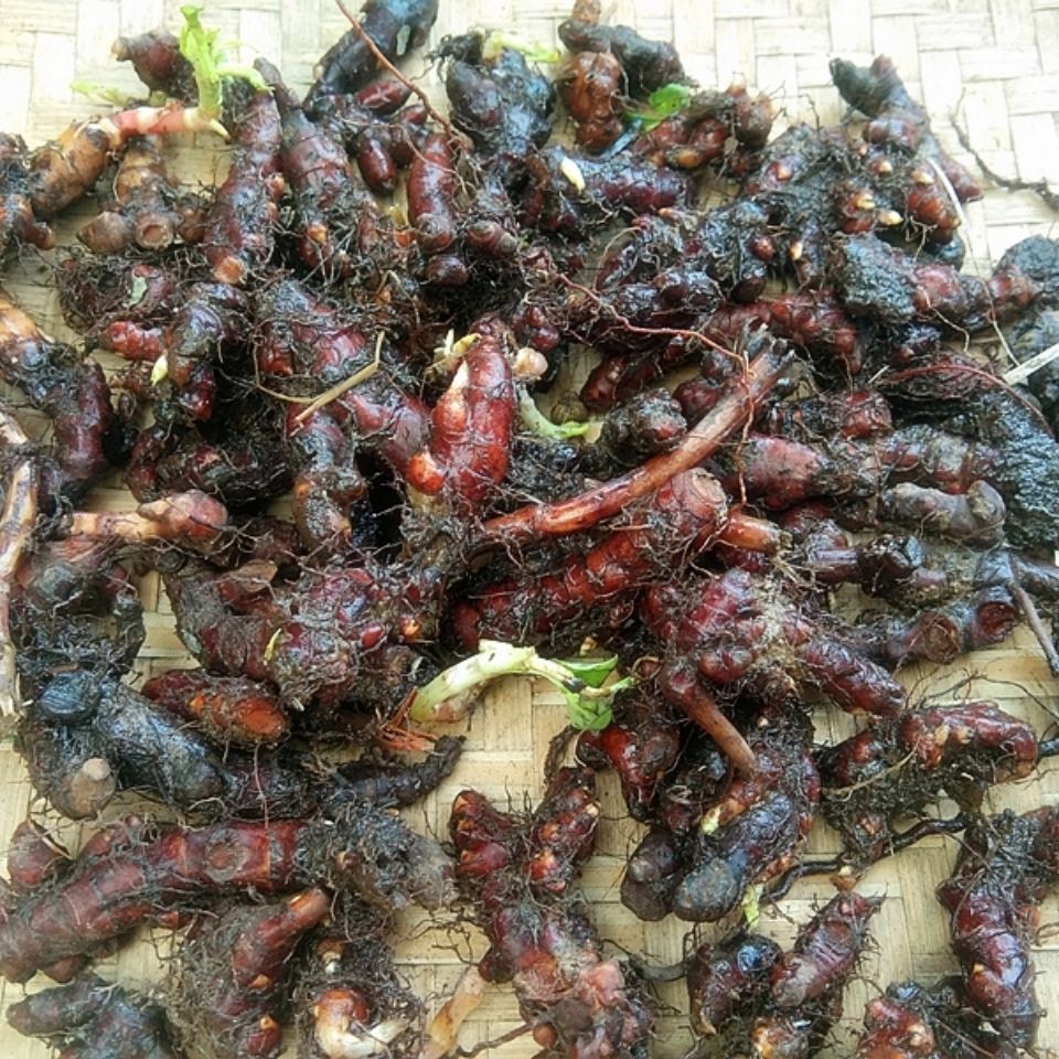 贵州新鲜花蝴蝶草药500克 中药原材料赤胫散野外生花脸荞根土竭力荞子