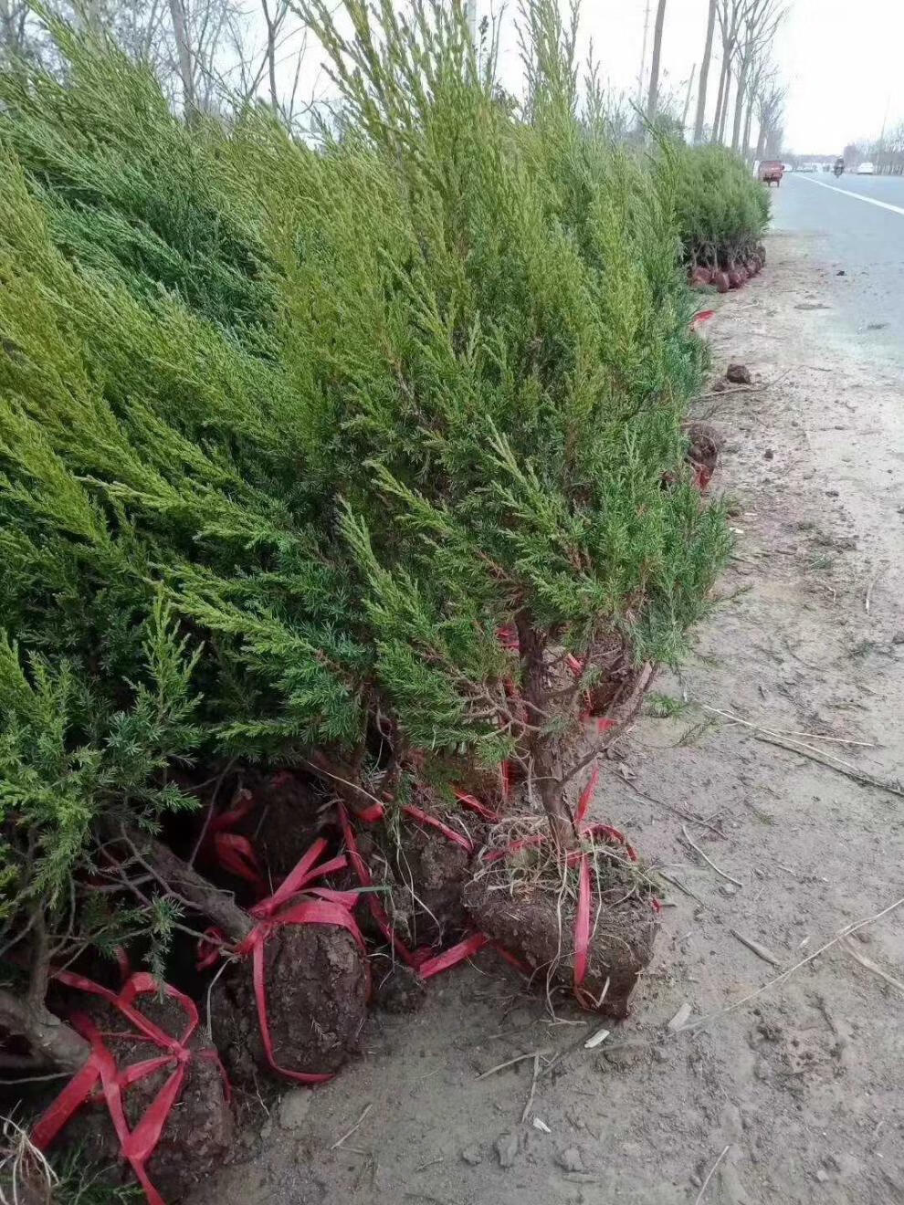 柏树苗墓地松柏扫墓侧柏塔柏树苗松树苗耐寒松宝塔松蜀桧墓地松扫墓