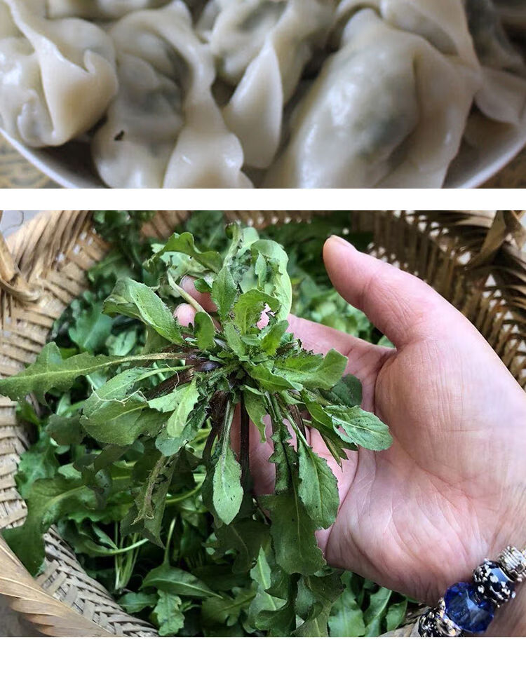 苏北菜新鲜香荠荠菜野菜地菜混沌饺子生包子春卷馅芥菜商用3斤泡沫箱