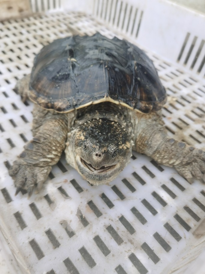 kjhgf鳄龟北美小鳄龟大型乌龟成年活体宠物龟食用龟观赏大鳄龟 15斤大