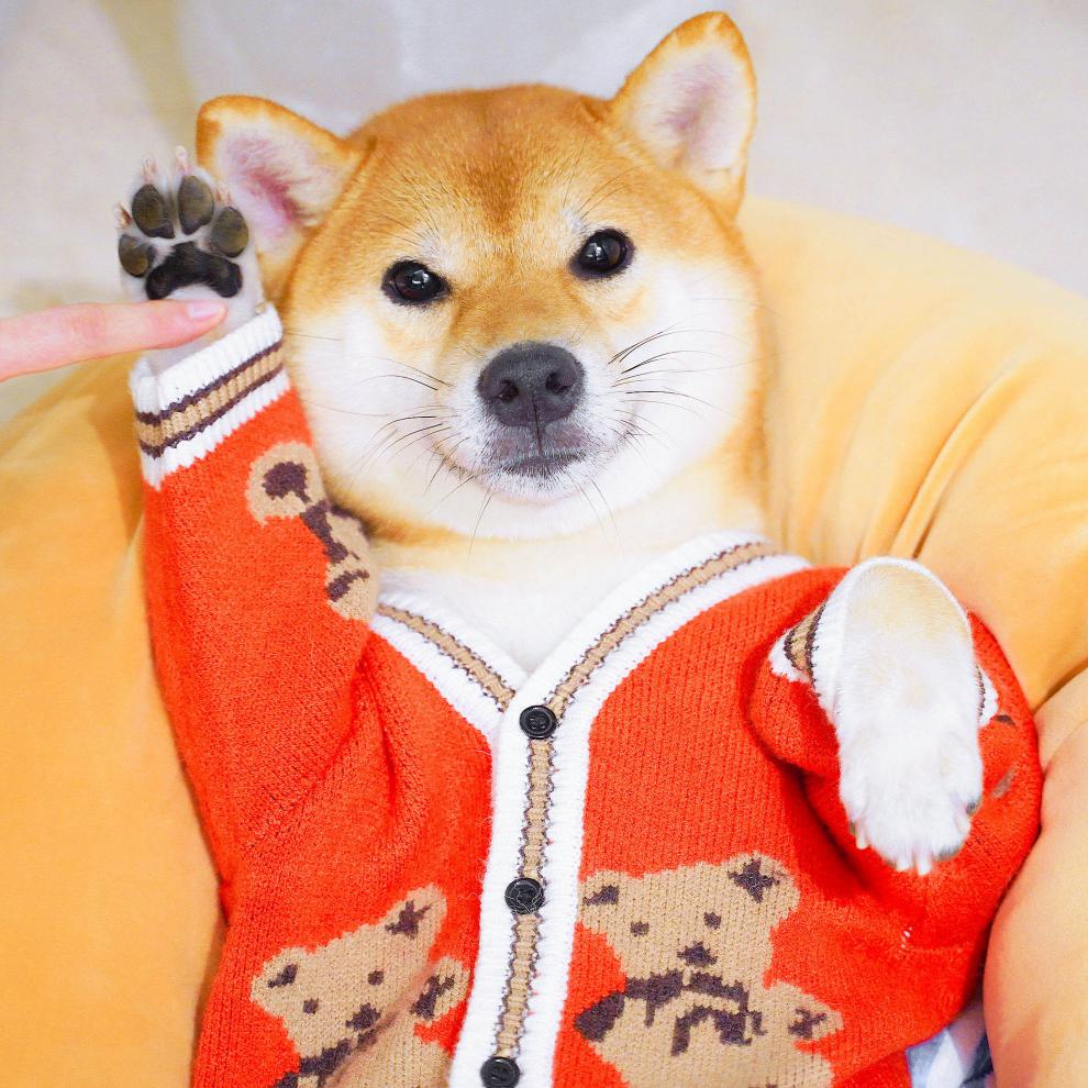 柴犬衣服柴犬毛衣网红狗狗新年可爱衣服秋冬装厚针织开衫保暖喜庆拜年