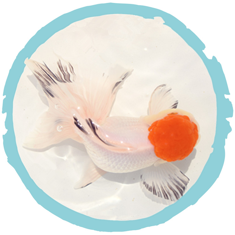 金鱼活体活鱼精品凤鹤凤尾鹤顶红观赏鱼冷水大尾凤尾好养耐活观赏鱼