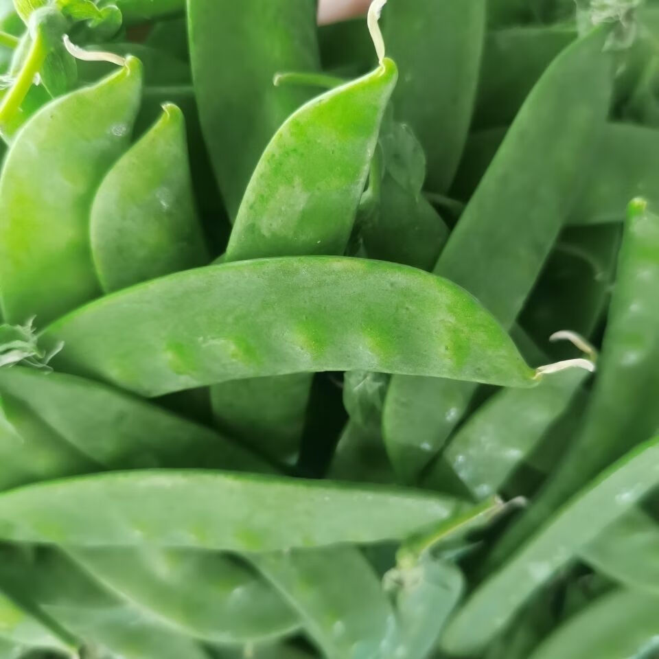 云南高山荷兰豆甜脆豌豆荚豆蔬菜新鲜现摘软荚豌豆扁豆甜豆壳豌豆精选
