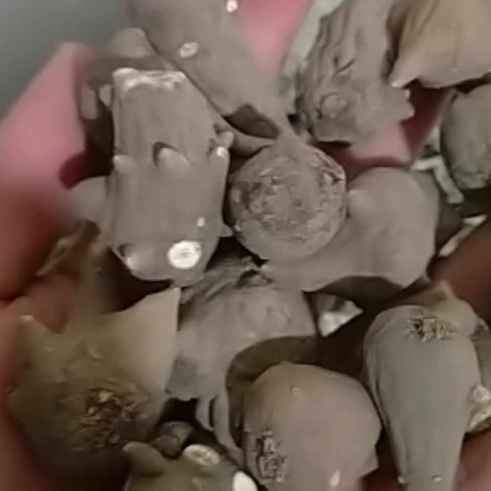 四川江油选乌头苗新发耗子脑壳川干乌头乌药原材料100克 生100克 选草