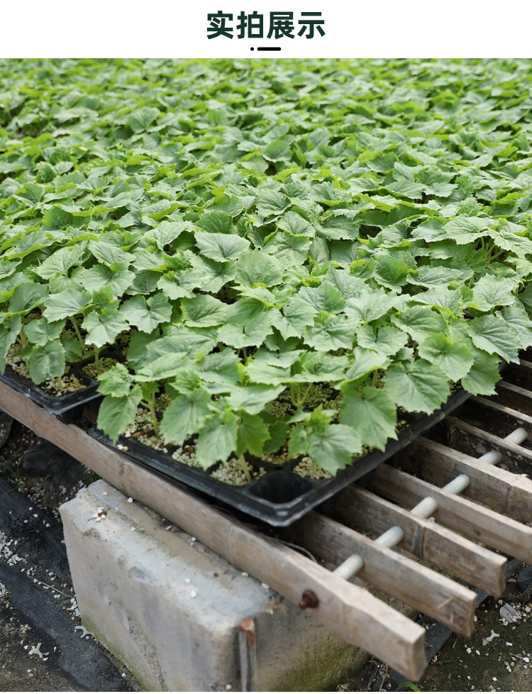 大禹长黄瓜苗种子强雌水果秧苗蔬菜苗四季阳台盆栽种植旱黄瓜苗5棵