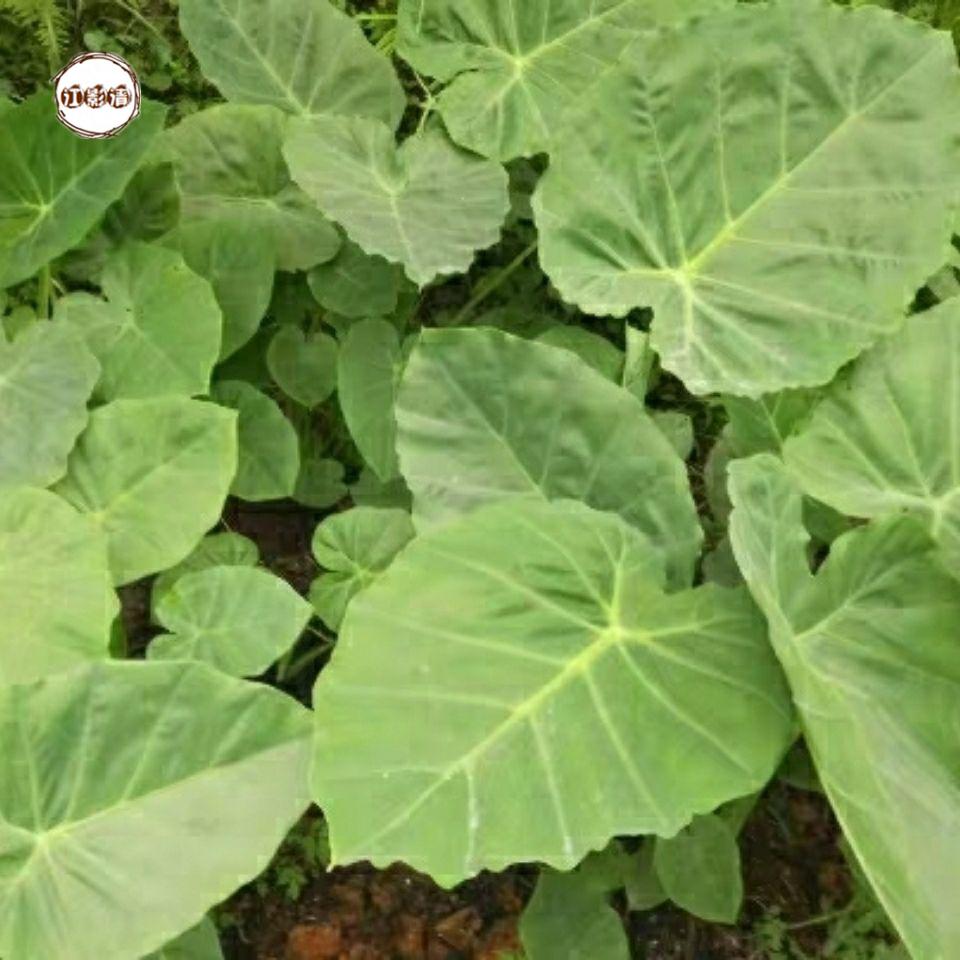 江影清广西白芋苗专芋苗梗新鲜白芋荷苗贵州广菜苗现挖 10颗小苗