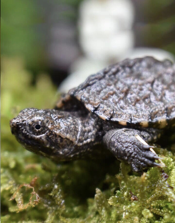 北美鳄龟凶猛乌龟宠物 北美 杂佛鳄龟 鳄鱼龟活体小鳄龟苗君吻 2只装