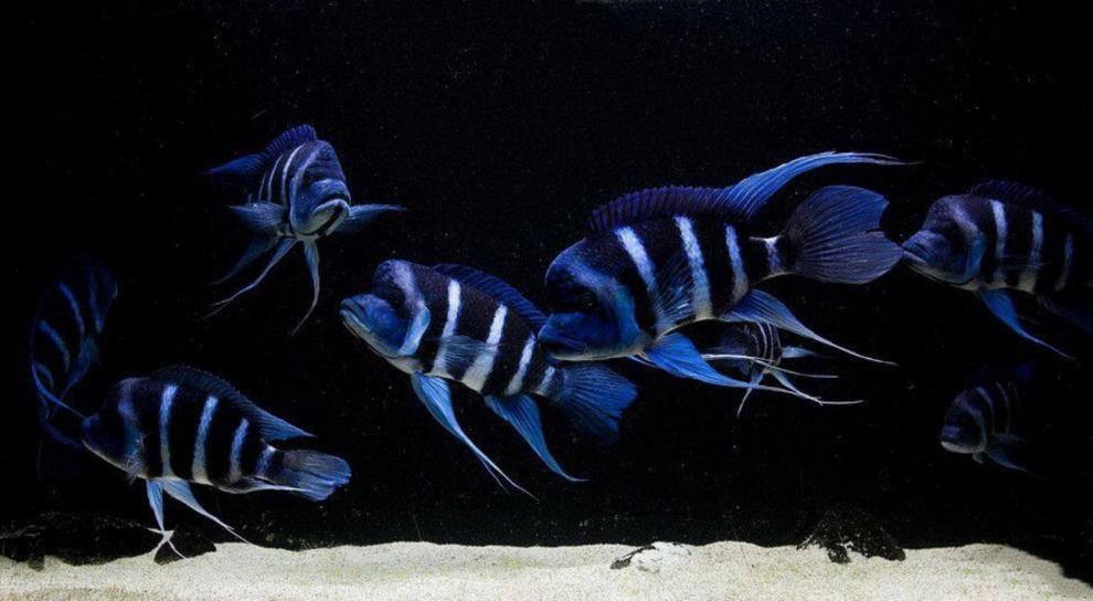 族萃进口三湖慈鲷皇冠鹅头萨伊蓝六间坦鲷活体热带观赏鱼伊巴卡六间23