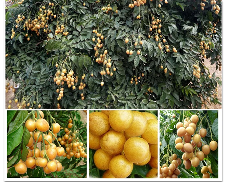 顺丰空运广东黄皮果5斤鸡心黄皮果现摘鲜果当季应季新鲜孕妇水果酸甜