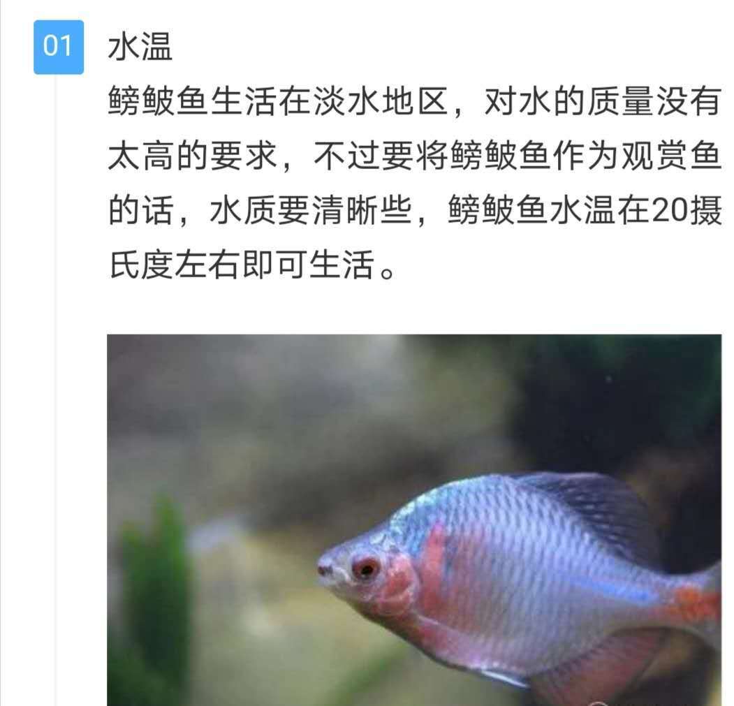 荣郁鳑鲏鱼七彩吃绿藻旁皮光唇鳑鲏高体淡水原生鱼溪流冷水观赏35厘米