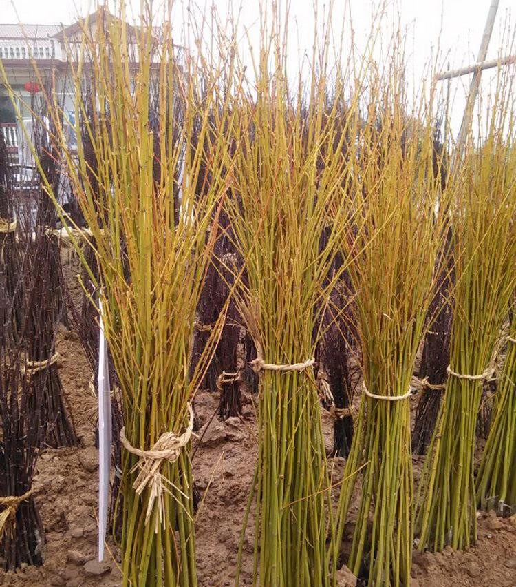 黄金枫树苗红枫日本黄金枫树苗盆栽风景树苗z5嫁接黄金枫9公分粗其他