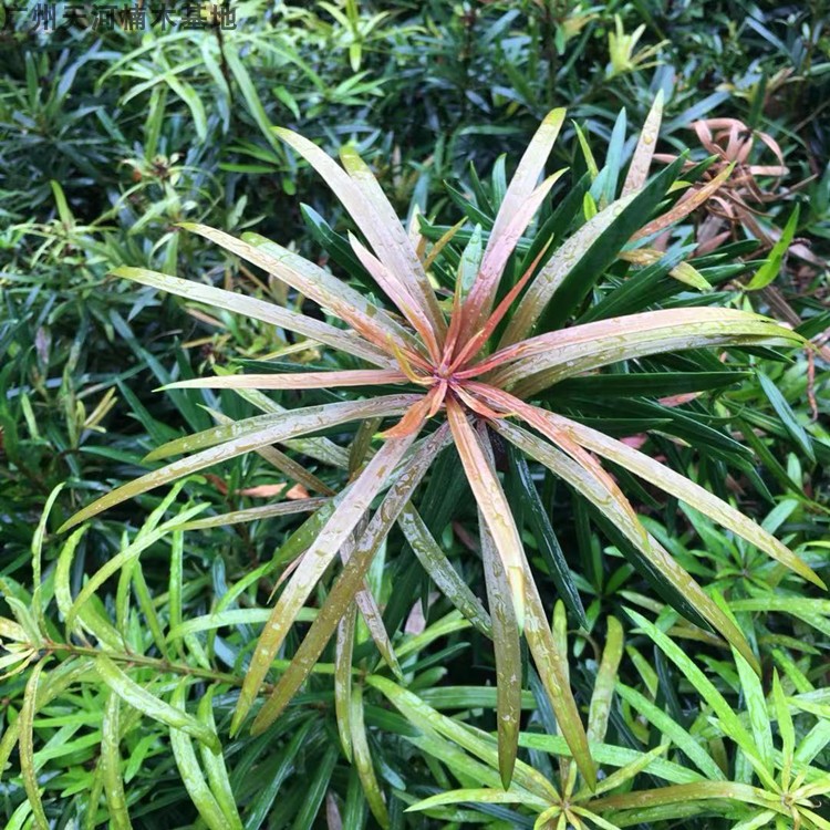 四季红芽罗汉松海岛罗汉松苗盆栽罗汉松盆景造型树庭院常青树红芽