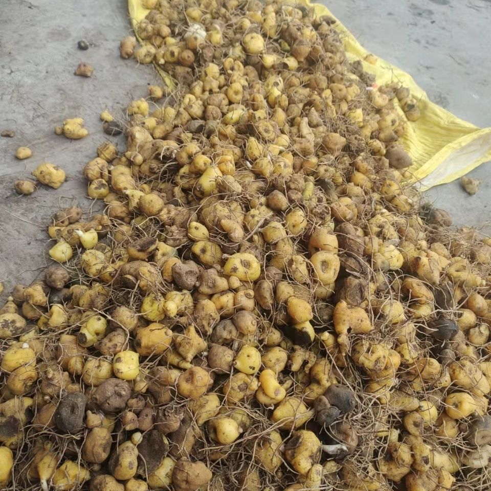 qcdd黄精种苗多花黄精苗黄精苗鸡头黄精基地直销三年100颗