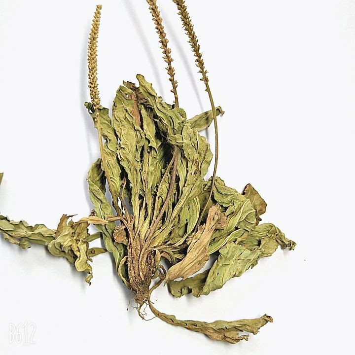 新鲜车前草天然山野车前草茶干品新货整颗带根中药材批农家 1斤新鲜