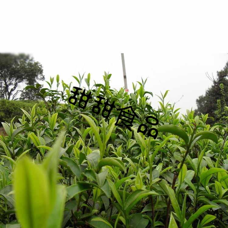 上海可发新茶湖南郴州汝城特产泉水旱塘硒山茶200g硒茗茶绿茶富硒高山