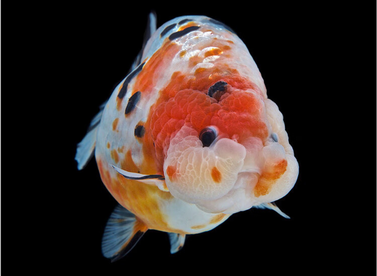 cmcm兰寿金鱼活鱼精品奶牛玉兔潘氏兰寿苗纯种蓝瘦观赏鱼好养耐活小鱼