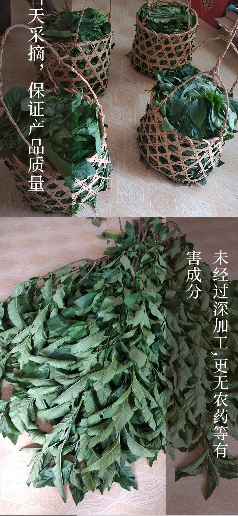 500克南非葉幹葉西亞新鮮葉茶樹苗黑將軍葉農家種植伊梵麥