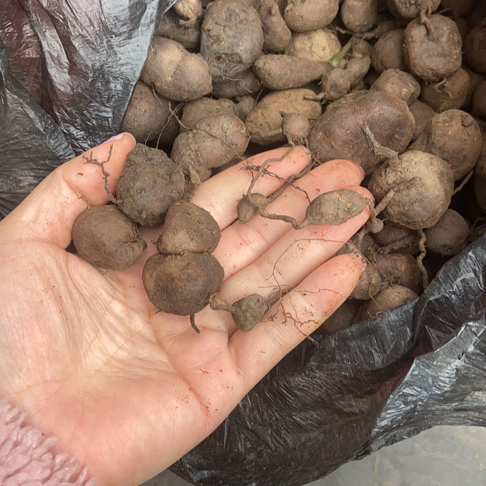 广西野外生三叶青 金丝吊葫芦 血见愁 石老鼠 蛇附子土经丸新鲜采挖