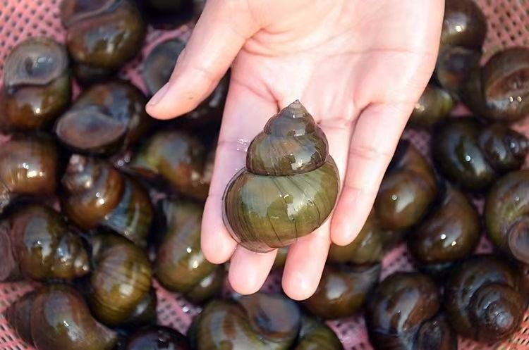 大田螺鲜活新鲜大田螺鲜活超大活体田螺肉观赏藻大号大泥螺5斤大田螺