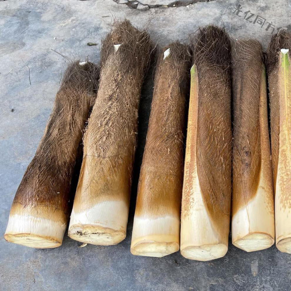 棕榈树嫩心现新鲜甜棕树心野棕树尖棕榈芯棕树头棕榈心棕榈树 2500g