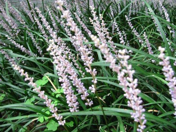 植树节苗庭院日本矮麦冬草户外种植玉龙草耐阴地被四季常青草花乡古韵