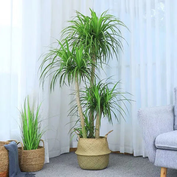 龙血树盆栽多头客厅盆栽花卉植物办公室盆景隆鼎独杆多头龙须5060厘米