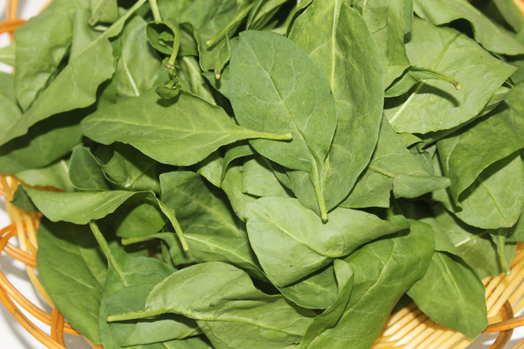 新鲜枸杞叶菜枸杞嫩芽全叶子食用蔬菜500g