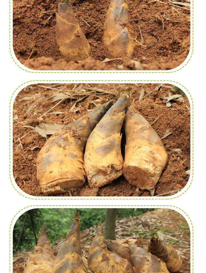 新鲜蔬菜绿竹笋新鲜马蹄笋春夏笋脆甜笋深山竹笋手剥甜竹笋 4斤【超优