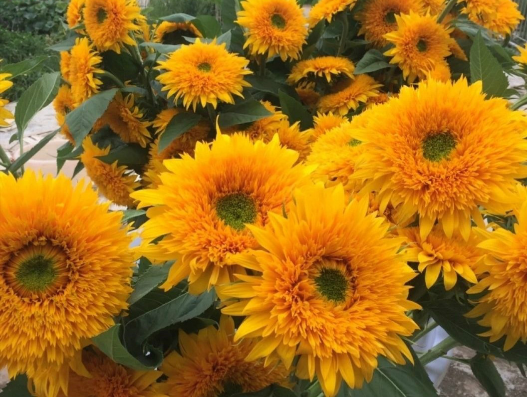 稀有奶油重瓣向日葵基地直发网红家庭办公室水养稀有可爱重瓣泰迪