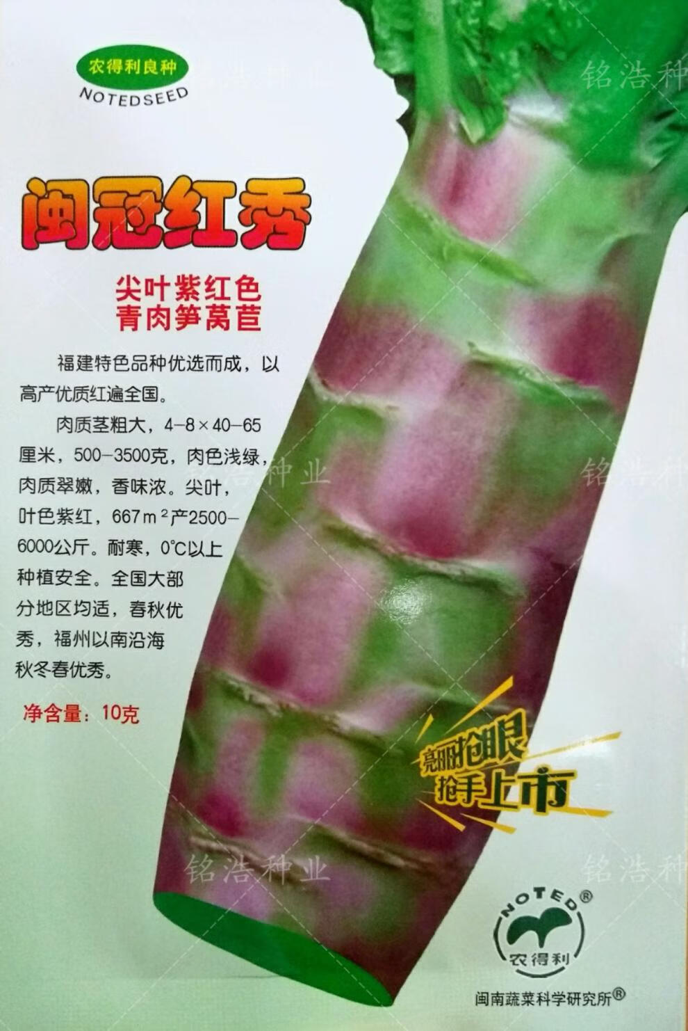 闽冠红秀红莴笋种子紫叶莴苣籽春秋冬种抗病高产耐寒特色莴笋蔬菜 闽