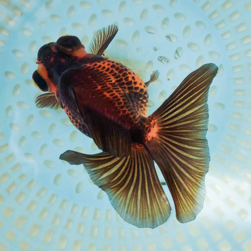 蝶尾金鱼精品熊猫龙睛稀有冷水鱼好养淡水观赏鱼不打氧耐活aa 红白