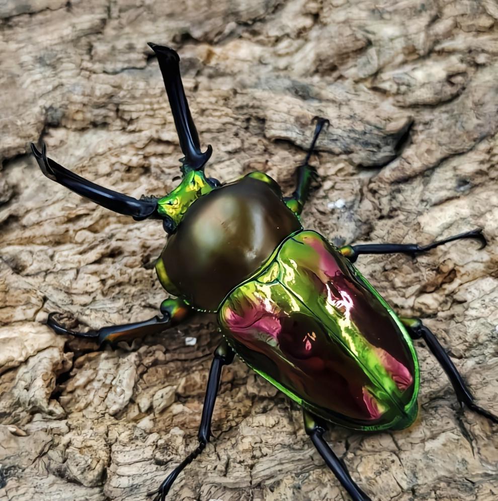 荣郁 彩虹锹甲 成虫幼虫锹形虫活体宠物玩具甲虫成虫金龟子长戟独角仙