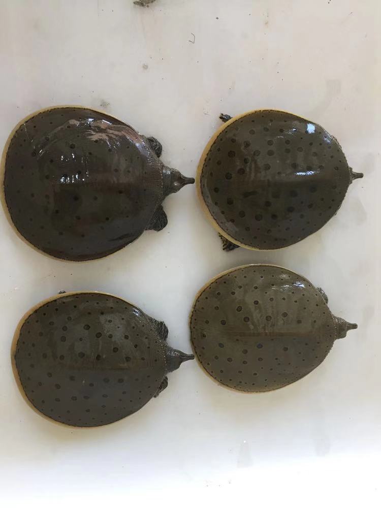 荣郁观赏甲鱼宠物角鳖珍珠鳖活体乌龟活体鱼缸清道夫黄金鳖宠物深水龟