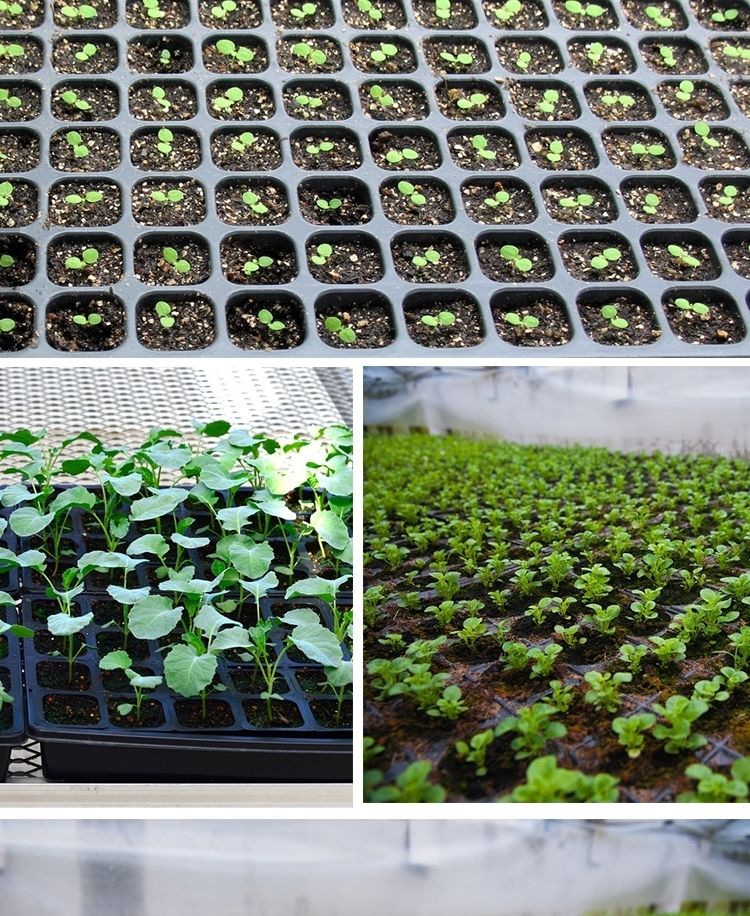 泡沫育苗盘穴盘育苗盘多肉辣椒育苗盘育苗盆托盘芽苗营蔬菜育苗盘育苗