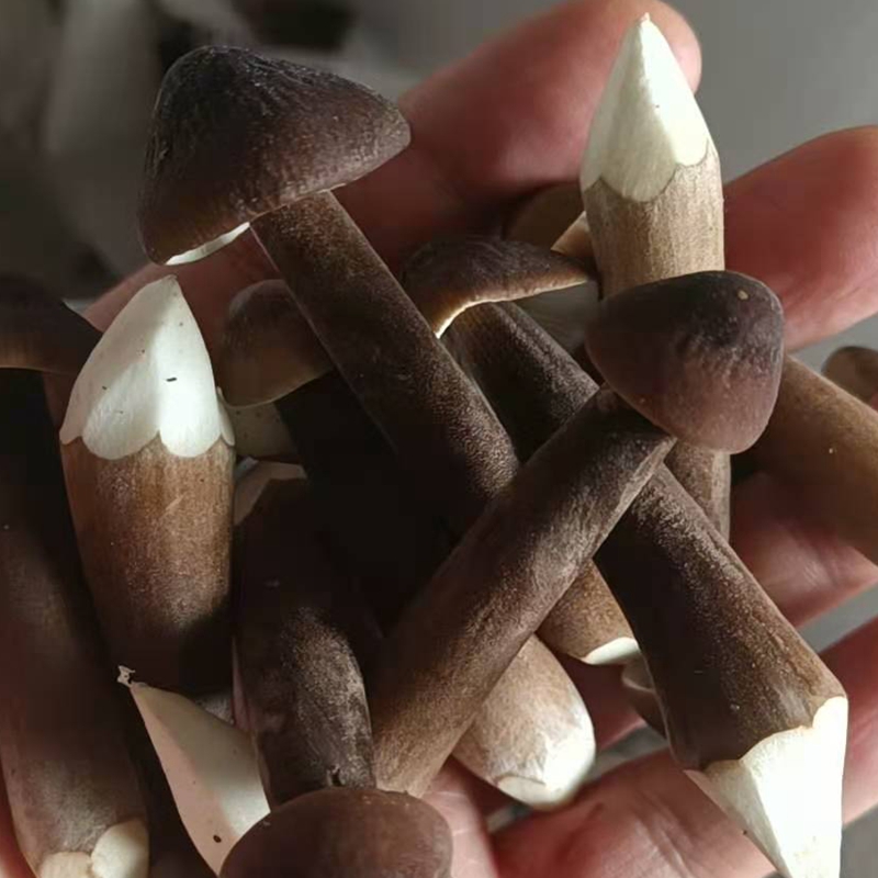 精品挑选酒店餐饮会客专属新鲜鸡枞长根菇菌黑火把500g 黑色 500g