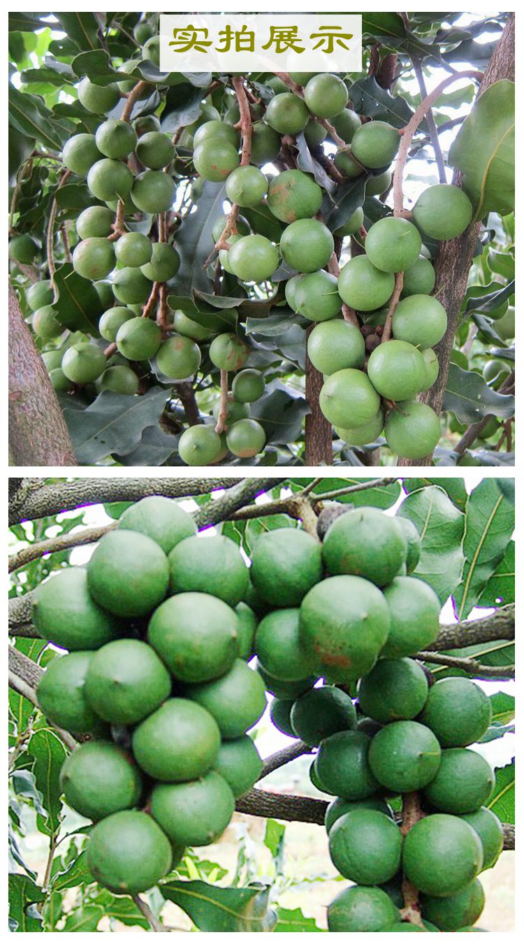 坚果树苗桂热一号坚果苗嫁接果树苗带叶带泥杯庭院种植坚果苗100棵二