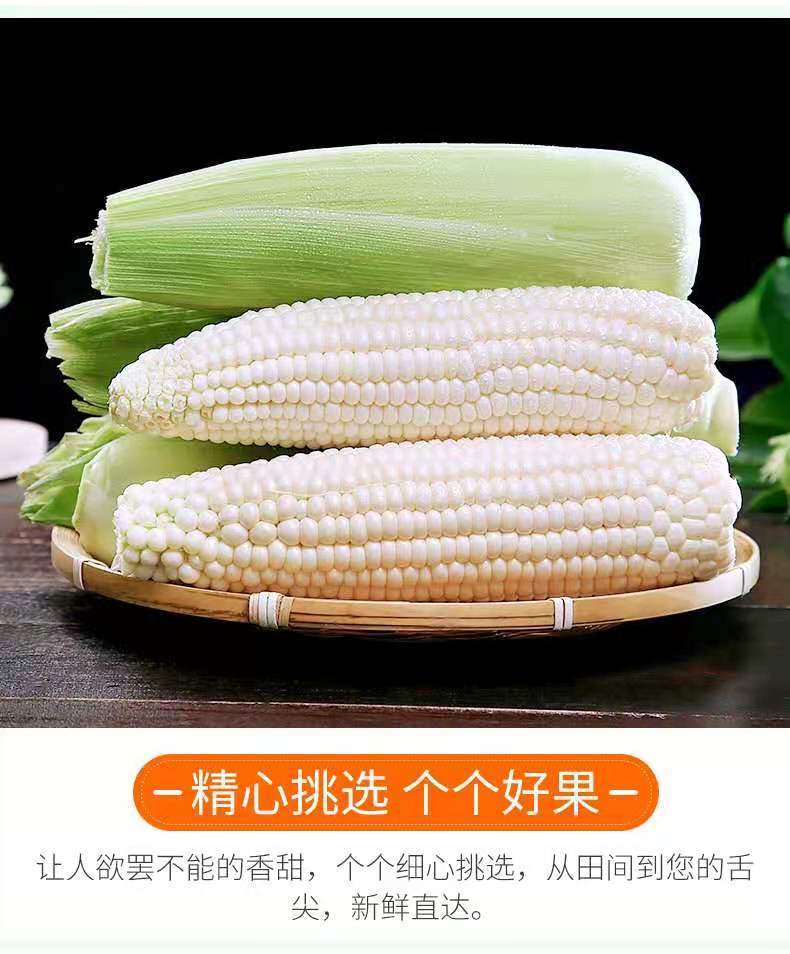 云南白糯玉米新鲜现摘牛奶玉米农家自种早餐当天现摘4根装每根约220