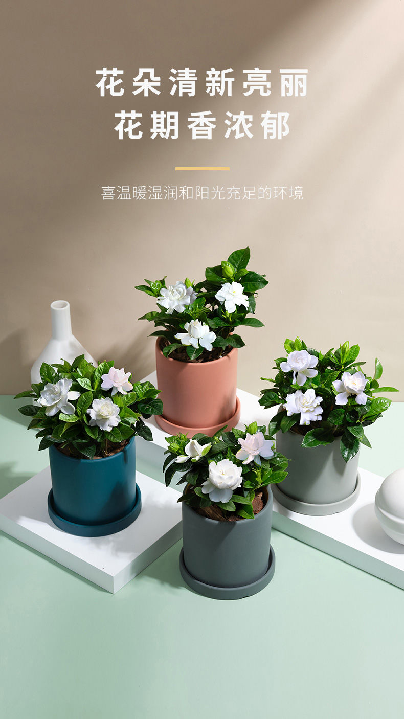柑橘栀子花去甲醛的绿植盆栽室内好养活绿植栀子花盆栽浓香型四季