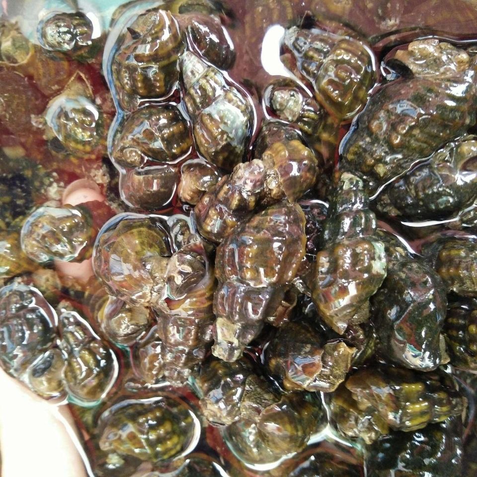 扭纹螺鲜活新鲜深山山坑螺速度生鲜盛怡菲达2斤