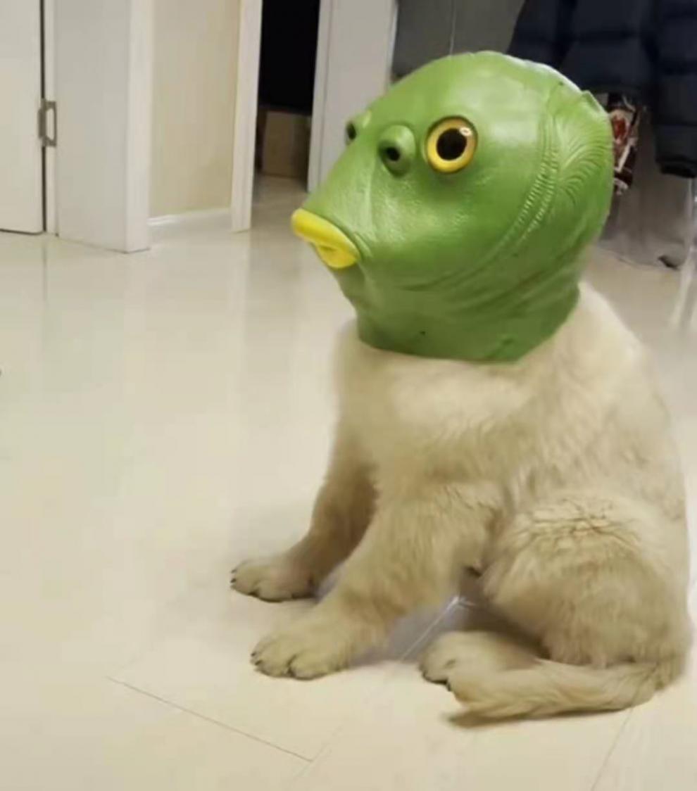 绿鱼头套 怪怪鱼头套无异味面具男女搞怪动物鱼头怪网红酒吧街头 鱼头