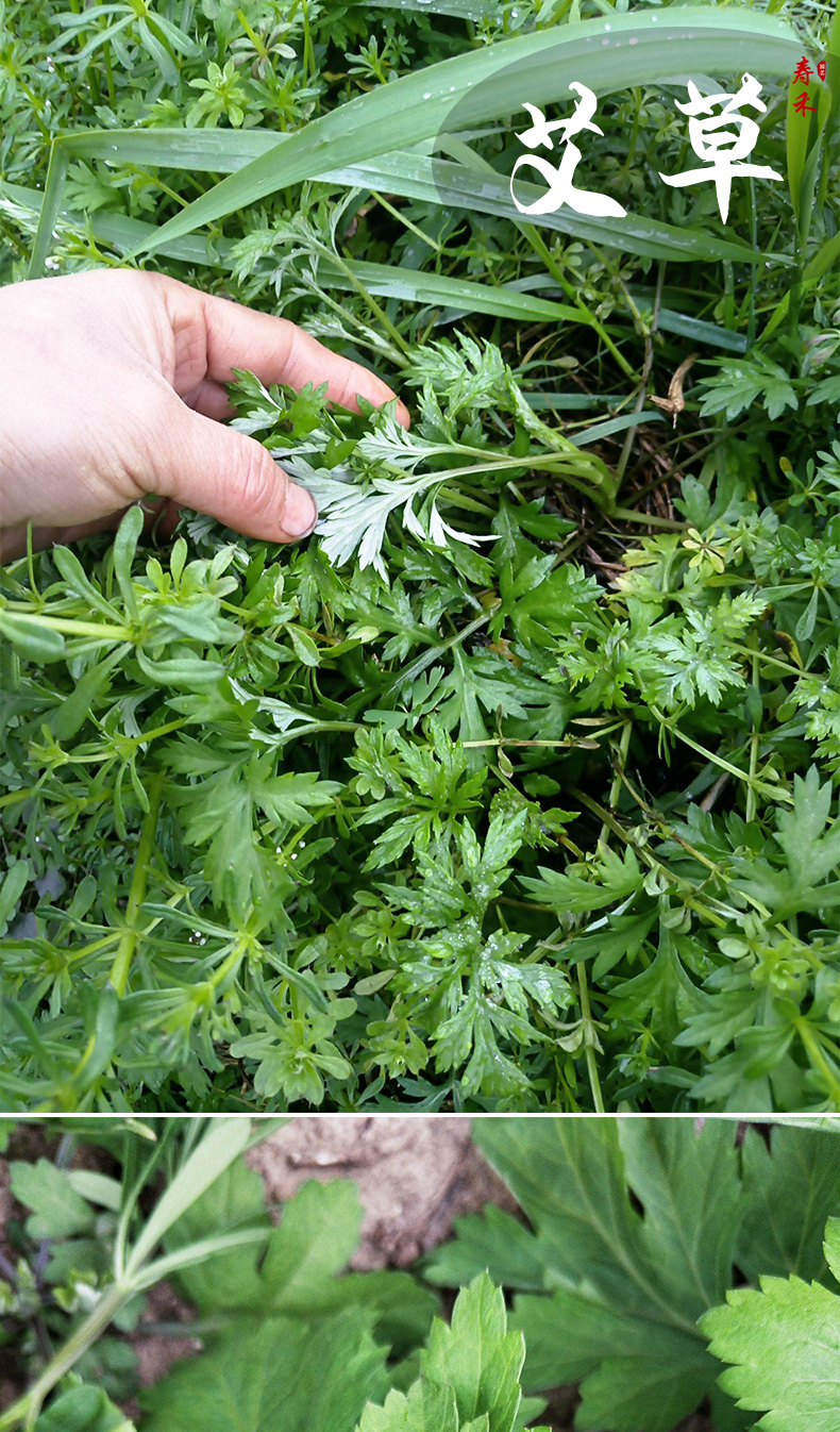 艾草苗盆栽四季种植苗秧新鲜艾蒿草艾叶香草盆栽秧苗种金边艾草苗12棵